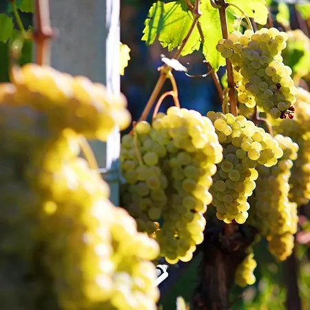 Апартаменты La Vigne De Papagran App1 Аоста