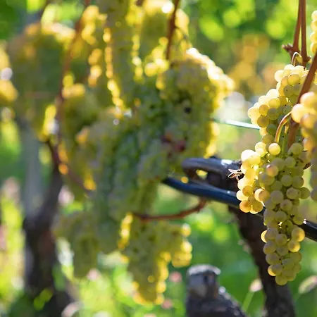Апартаменты La Vigne De Papagran App1